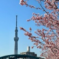 実際訪問したユーザーが直接撮影して投稿した平井河川旧中川 河津桜の写真