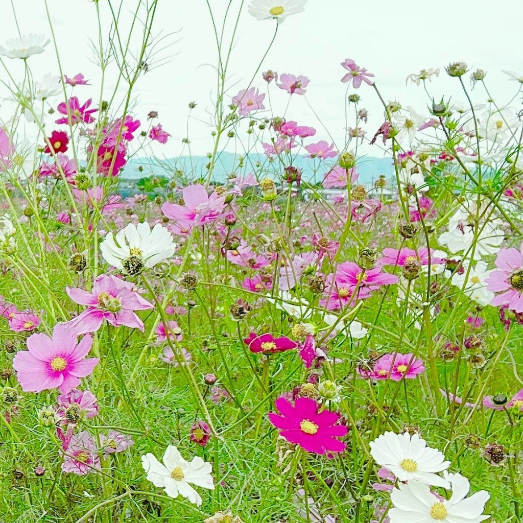 実際訪問したユーザーが直接撮影して投稿した吉川町穴川植物園 / 樹木園京都丹波/亀岡夢コスモス園の写真