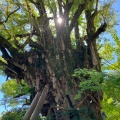 実際訪問したユーザーが直接撮影して投稿した森脇神社葛城一言主神社の写真