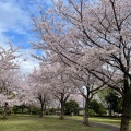 実際訪問したユーザーが直接撮影して投稿した大島公園大島小松川公園の写真