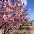 実際訪問したユーザーが直接撮影して投稿した河川倉敷川の写真