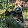 実際訪問したユーザーが直接撮影して投稿した上野公園動物園上野動物園 パンダのもりの写真