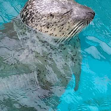 男鹿水族館GAOのundefinedに実際訪問訪問したユーザーunknownさんが新しく投稿した新着口コミの写真