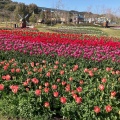 実際訪問したユーザーが直接撮影して投稿した夢舞台公園国営明石海峡公園の写真