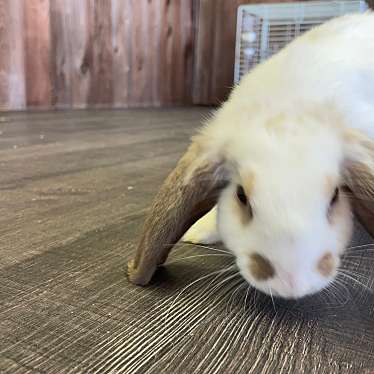 実際訪問したユーザーが直接撮影して投稿した折立カフェAnimal Cafe 森のしっぽの写真