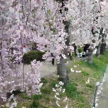 tabimaruさんが投稿した押切東2丁目桜の名所のお店日中線しだれ桜並木/ニッチュウセンシダレザクラナミキの写真