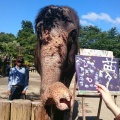 実際訪問したユーザーが直接撮影して投稿した山小川動物園アニマルワンダーリゾウト 市原ぞうの国の写真