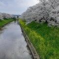 実際訪問したユーザーが直接撮影して投稿した恋の窪河川佐保川の写真