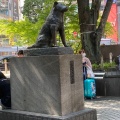 実際訪問したユーザーが直接撮影して投稿した道玄坂銅像忠犬ハチ公像の写真