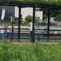 実際訪問したユーザーが直接撮影して投稿したあやめ庭園水郷潮来あやめ園の写真