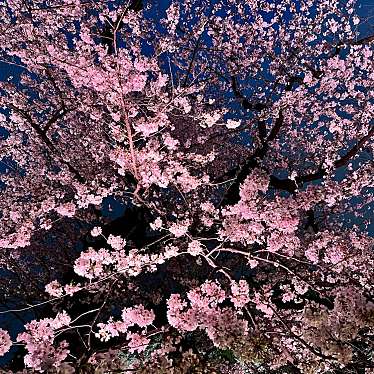 実際訪問したユーザーが直接撮影して投稿した麹町公園千鳥ヶ淵公園の写真