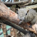 実際訪問したユーザーが直接撮影して投稿した槻谷動物園ぎふ金華山 リス村の写真