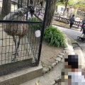 実際訪問したユーザーが直接撮影して投稿した綾羽動物園五月山動物園の写真