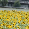 実際訪問したユーザーが直接撮影して投稿した天野町カフェ天野山金剛寺 monzen.の写真