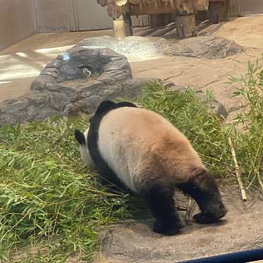 上野動物園のundefinedに実際訪問訪問したユーザーunknownさんが新しく投稿した新着口コミの写真