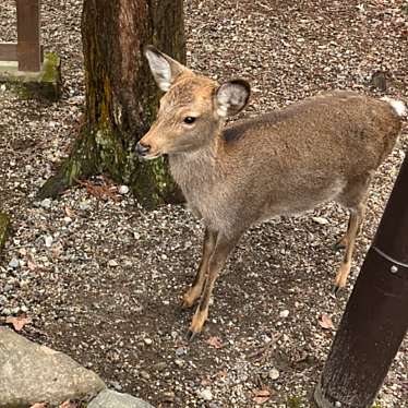 奈良公園のundefinedに実際訪問訪問したユーザーunknownさんが新しく投稿した新着口コミの写真