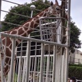 実際訪問したユーザーが直接撮影して投稿した船越町動物園九十九島動植物園 森きららの写真