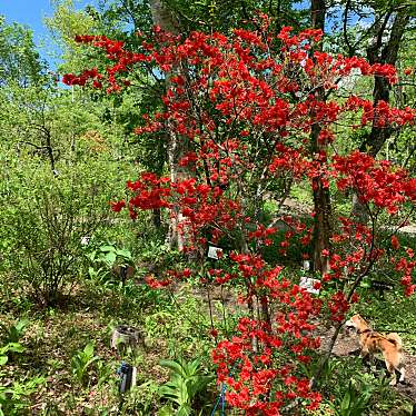 実際訪問したユーザーが直接撮影して投稿した発地植物園 / 樹木園軽井沢町植物園の写真