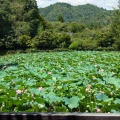 実際訪問したユーザーが直接撮影して投稿した嵯峨小倉山田淵山町神社御髪神社の写真