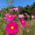 実際訪問したユーザーが直接撮影して投稿した神明町公園くりはま花の国の写真