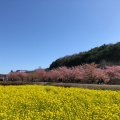 実際訪問したユーザーが直接撮影して投稿した大山町桜の名所東大山河津桜の写真