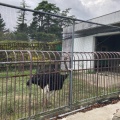 実際訪問したユーザーが直接撮影して投稿した矢並町動物園鞍ケ池公園動物園の写真