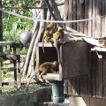 実際訪問したユーザーが直接撮影して投稿した船越町動物園九十九島動植物園 森きららの写真