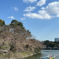 実際訪問したユーザーが直接撮影して投稿した河川千鳥ケ淵の写真