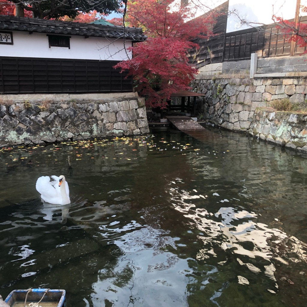 実際訪問したユーザーが直接撮影して投稿した中央生息地 / 群生地・飛来地白鳥エリアの写真