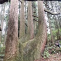 実際訪問したユーザーが直接撮影して投稿した高森自然名所高森殿の杉の写真