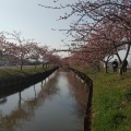 実際訪問したユーザーが直接撮影して投稿した笠松町公園笠松河津桜ロードの写真