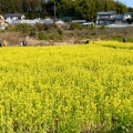 実際訪問したユーザーが直接撮影して投稿した大山町桜の名所東大山河津桜の写真