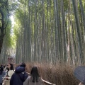 実際訪問したユーザーが直接撮影して投稿した嵯峨天龍寺芒ノ馬場町地域名所竹林の小径の写真