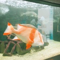 実際訪問したユーザーが直接撮影して投稿した(番地が直接)水族館 / アクアリウム京都大学 白浜水族館の写真