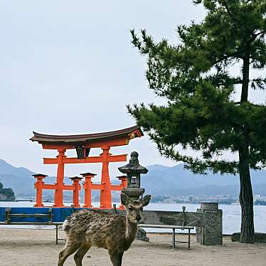 mii_41さんが投稿した宮島町神社のお店厳島神社/イツクシマジンジャの写真