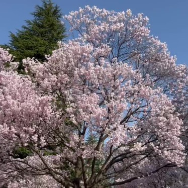 実際訪問したユーザーが直接撮影して投稿した本町公園錦町公園の写真