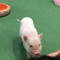 実際訪問したユーザーが直接撮影して投稿した西心斎橋カフェmipig cafe 大阪店の写真