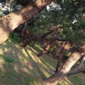 実際訪問したユーザーが直接撮影して投稿した湯川町公園湯川黒松林の写真