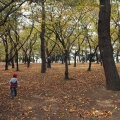 実際訪問したユーザーが直接撮影して投稿した浜寺公園町公園浜寺公園の写真