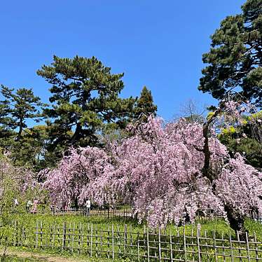 平野神社のundefinedに実際訪問訪問したユーザーunknownさんが新しく投稿した新着口コミの写真