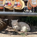 実際訪問したユーザーが直接撮影して投稿した今戸神社今戸神社の写真