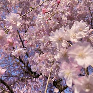 もみじ平公園総合案内所のundefinedに実際訪問訪問したユーザーunknownさんが新しく投稿した新着口コミの写真