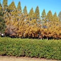 実際訪問したユーザーが直接撮影して投稿した桜ケ丘町西公園小幡緑地東園の写真