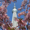 実際訪問したユーザーが直接撮影して投稿した業平花のきれいなスポット河津桜の写真