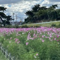 実際訪問したユーザーが直接撮影して投稿した平左衛門町公園武庫川河川敷緑地の写真