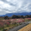 実際訪問したユーザーが直接撮影して投稿した藤原町鼎公園いなべ市梅林公園の写真