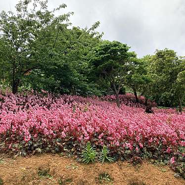 実際訪問したユーザーが直接撮影して投稿した稲嶺庭園すえよし花園の写真