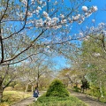 実際訪問したユーザーが直接撮影して投稿した手宮公園手宮公園の写真