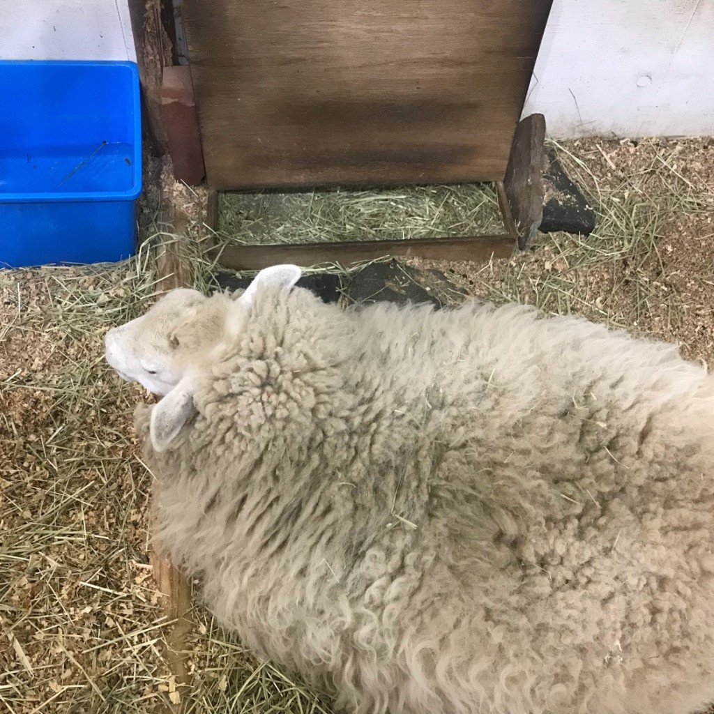 実際訪問したユーザーが直接撮影して投稿した東ペットショップZOO 恵比寿店の写真