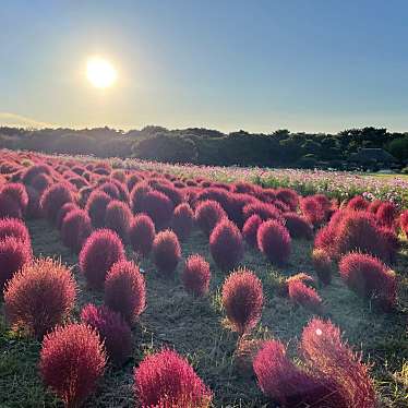 国営ひたち海浜公園 みはらし広場のundefinedに実際訪問訪問したユーザーunknownさんが新しく投稿した新着口コミの写真